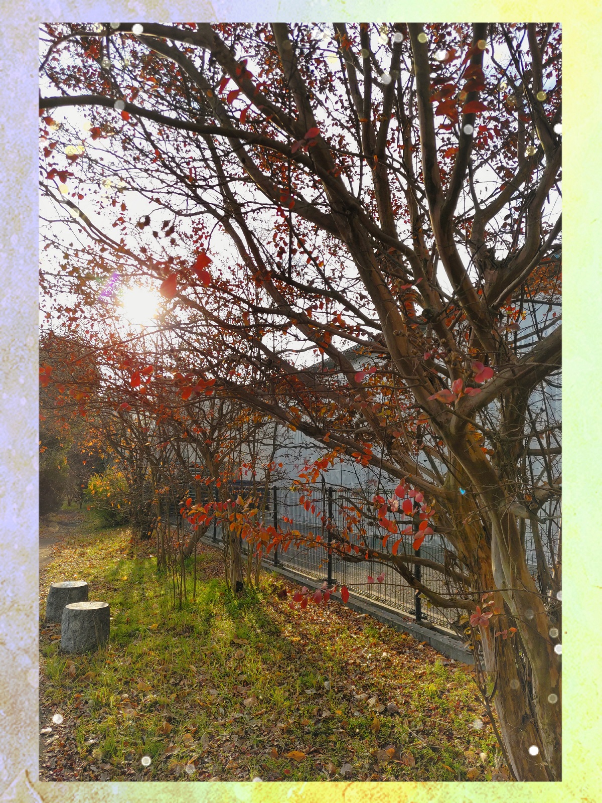 紅葉2022年