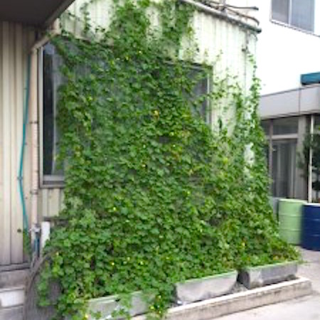 ゴーヤで緑のカーテン　夏の節電対策3