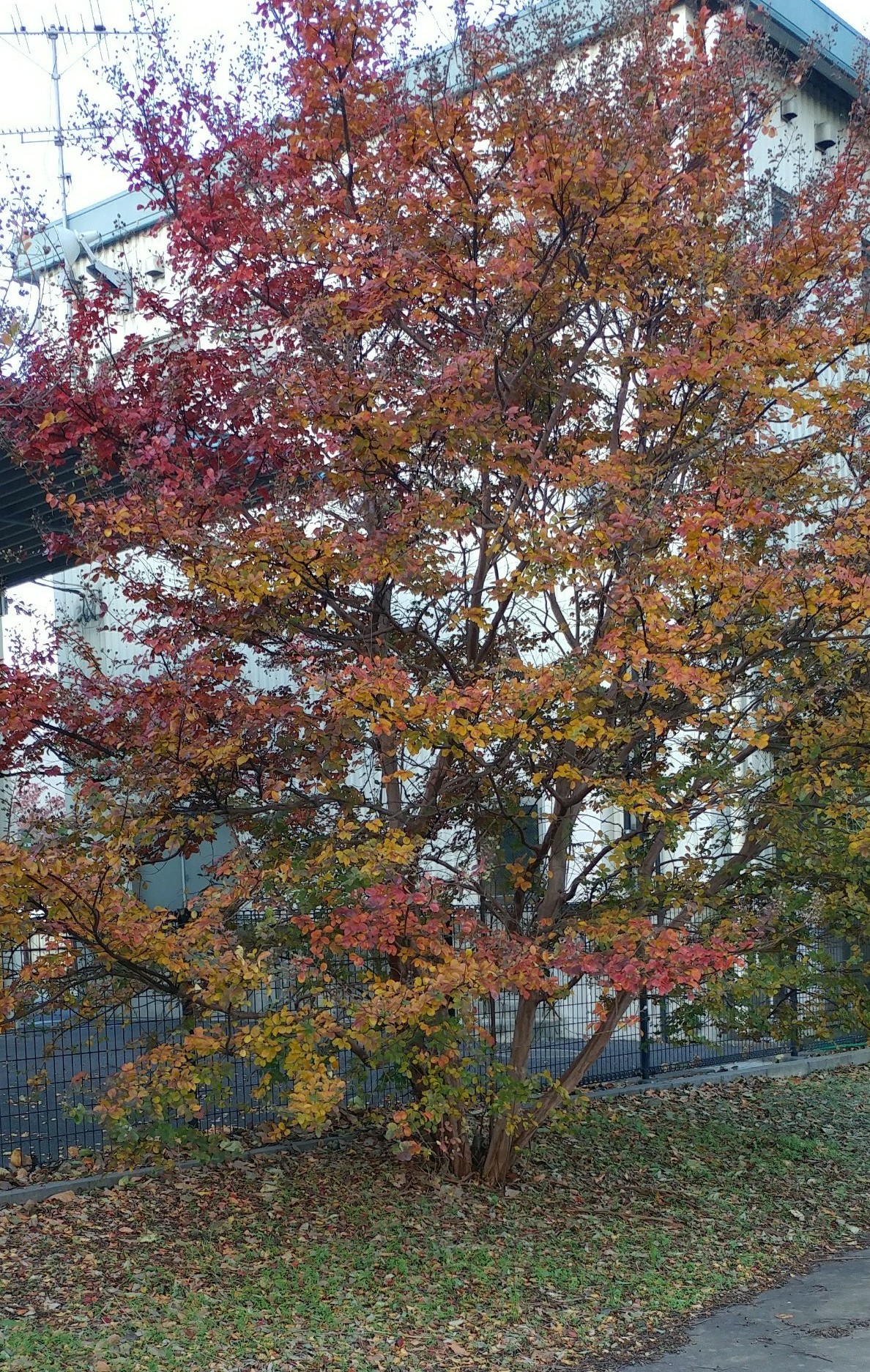 紅葉