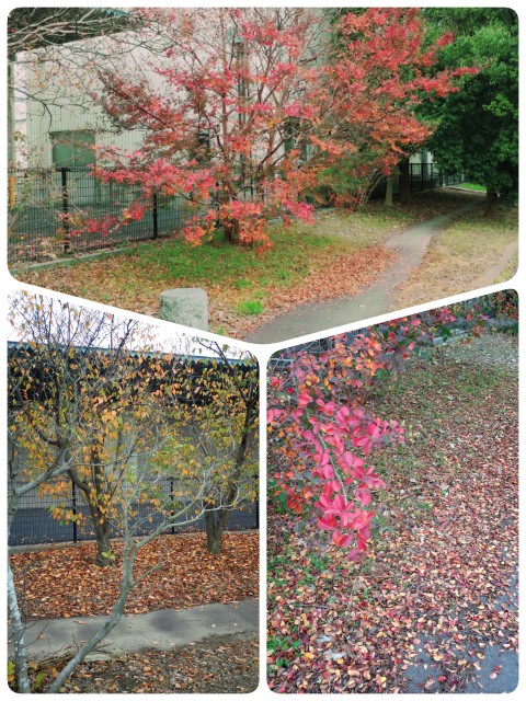 紅葉1