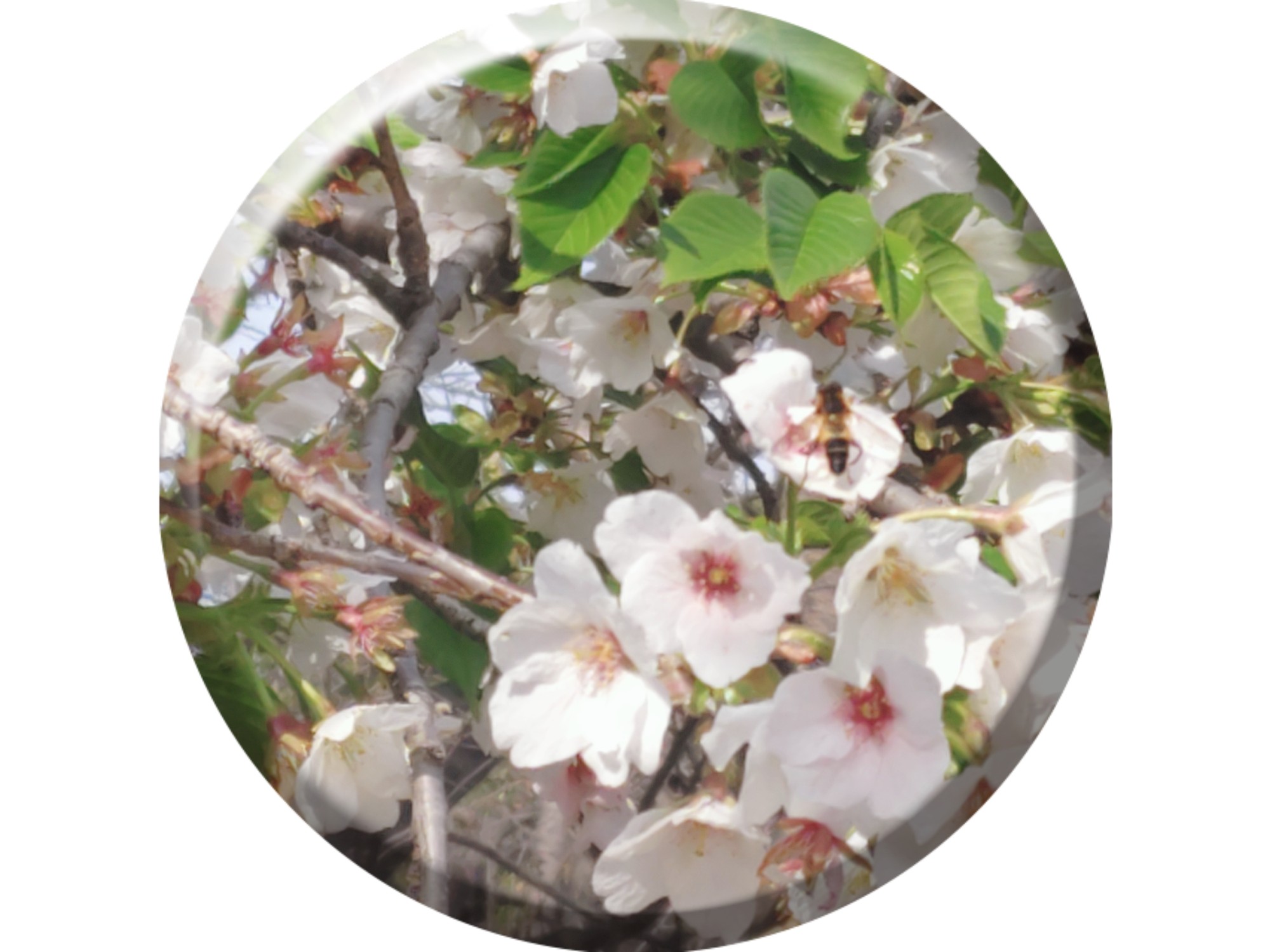 桜蜂