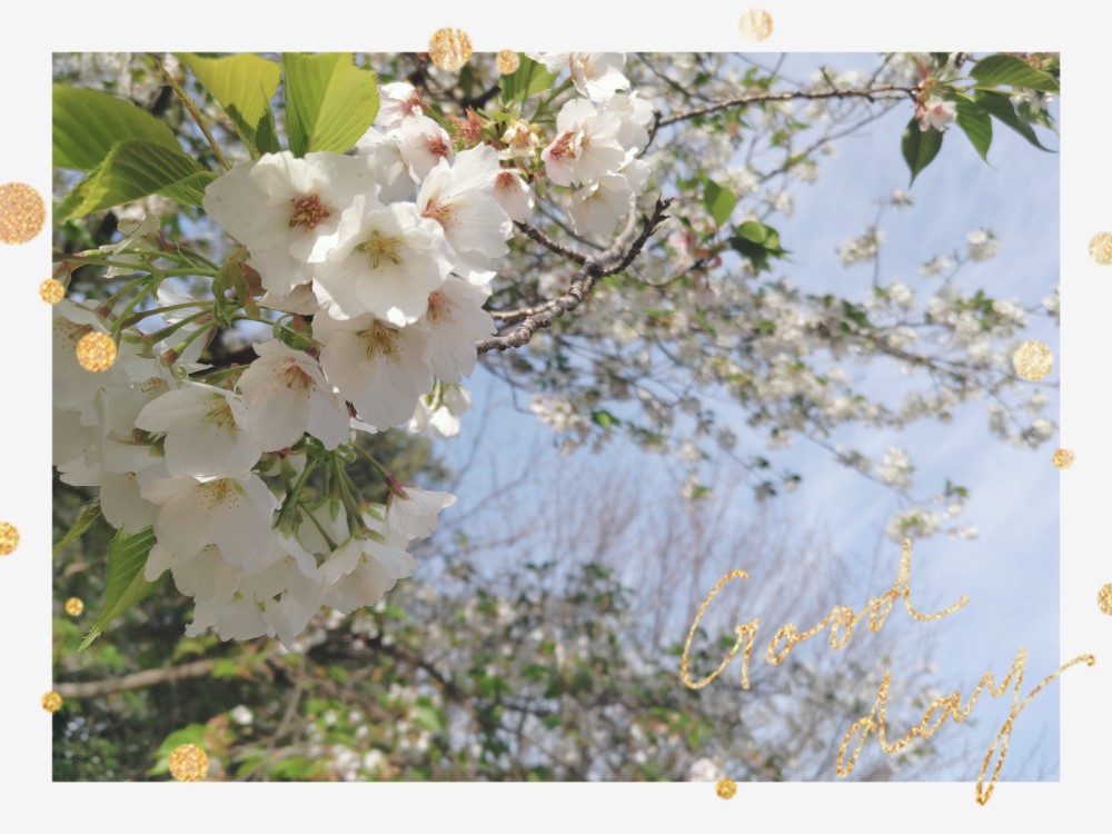 桜