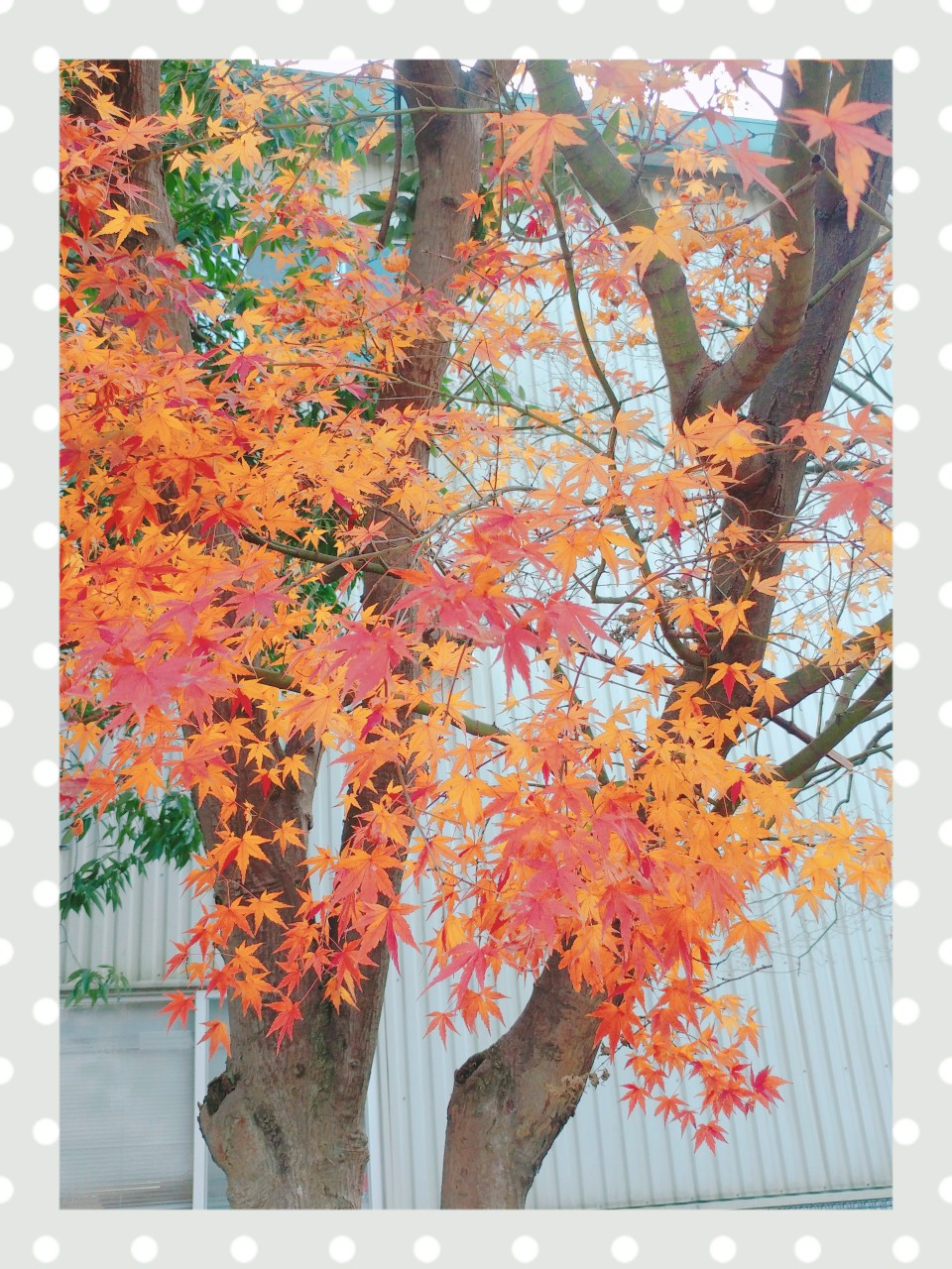 12月①