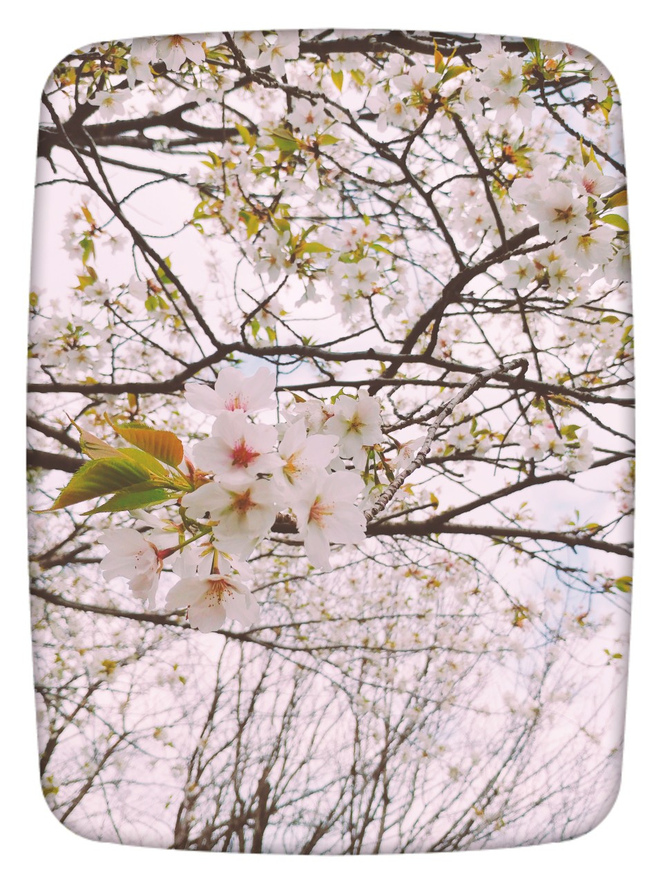 お花見日和