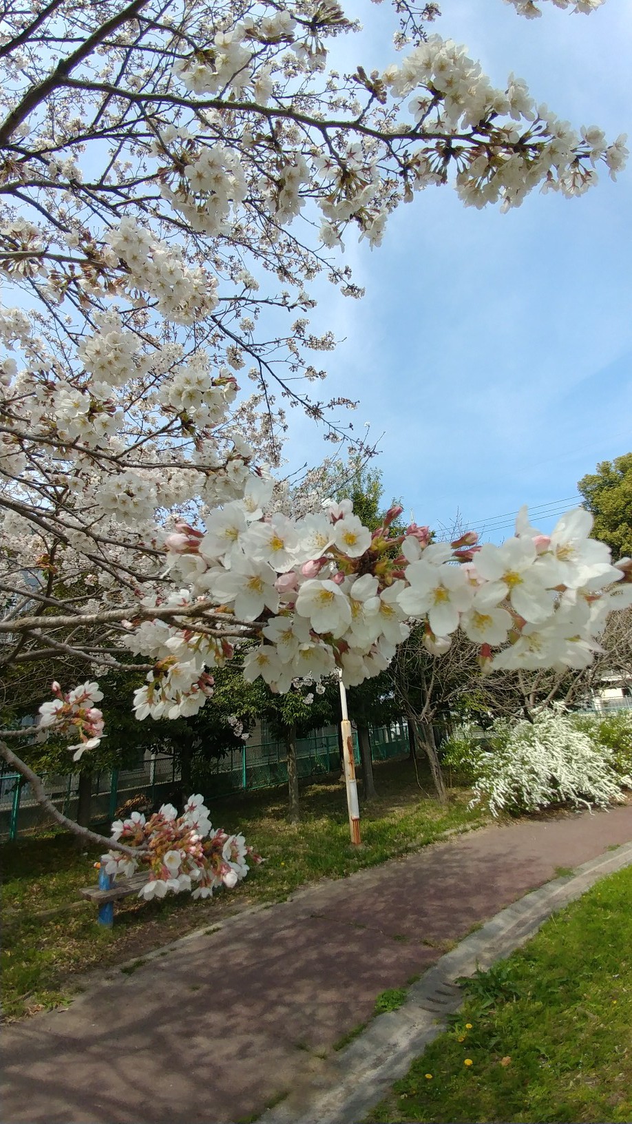 桜