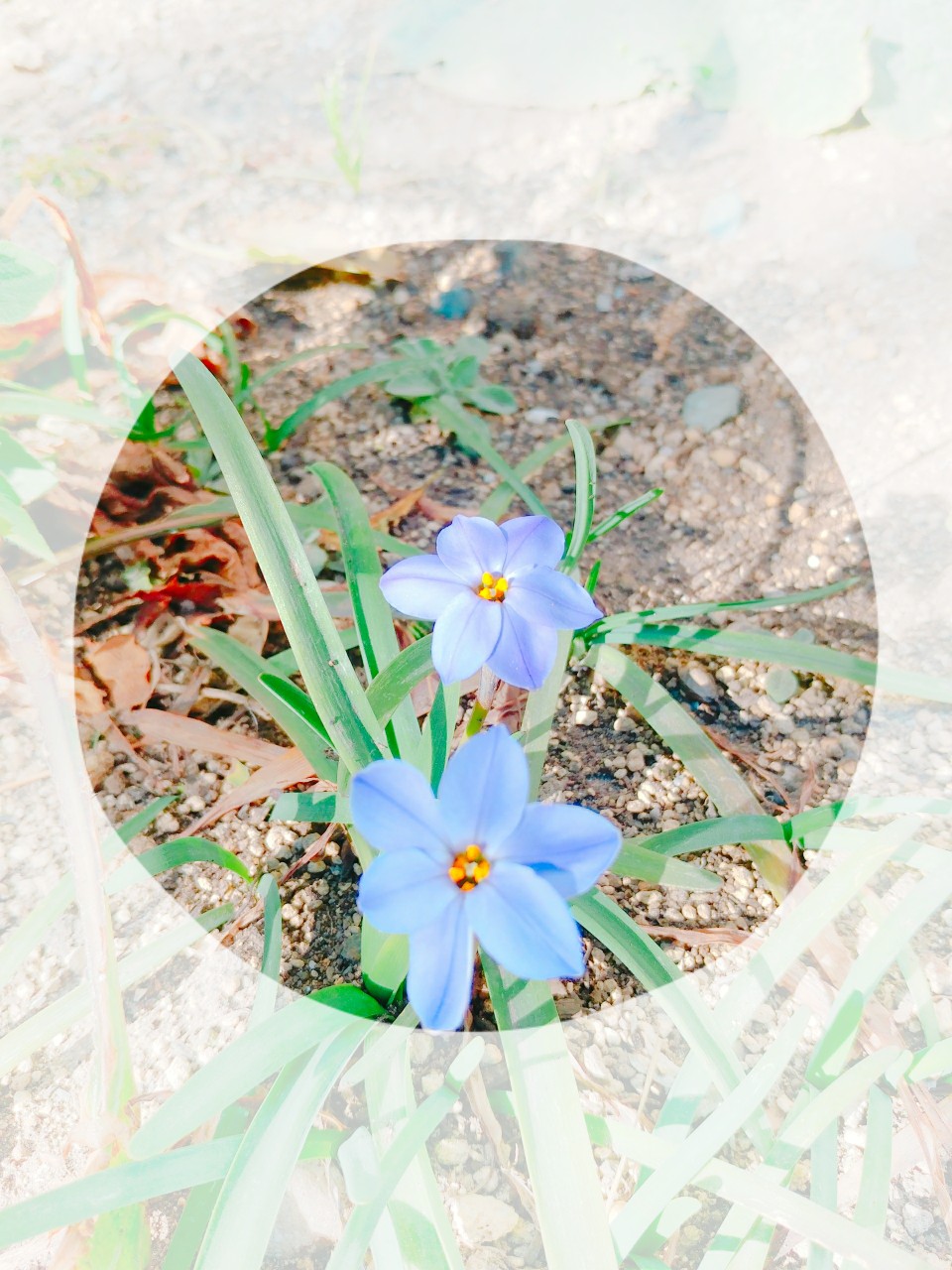 花壇1