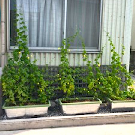 ゴーヤで緑のカーテン 夏の節電対策2