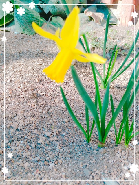 花壇2
