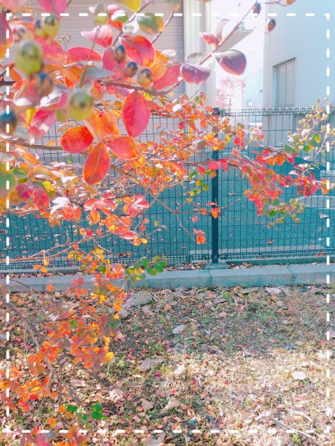 紅葉2
